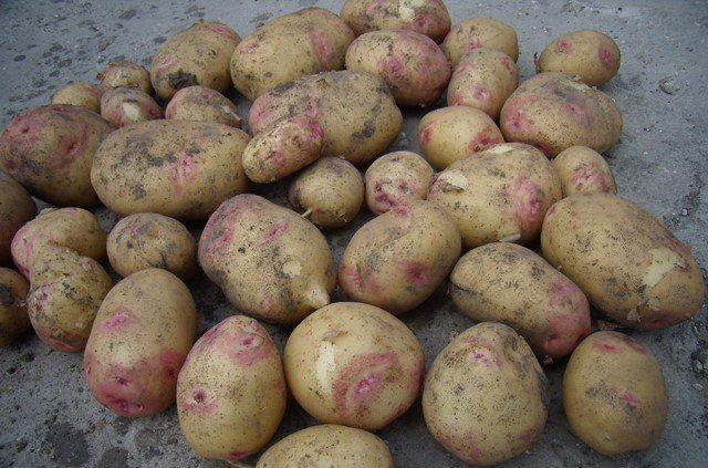 вкусные сорта картофеля в беларуси