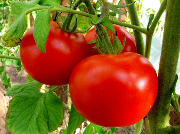 Сорта томатов для Витебской области